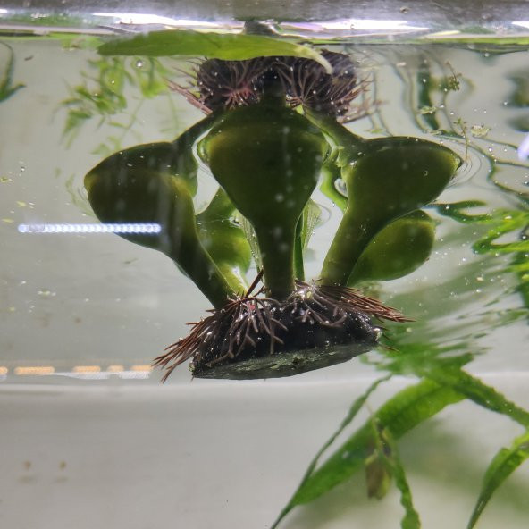 TLS Su Üstü Nülifer Yapay Akvaryum Bitkisi - Çiçekli - 3