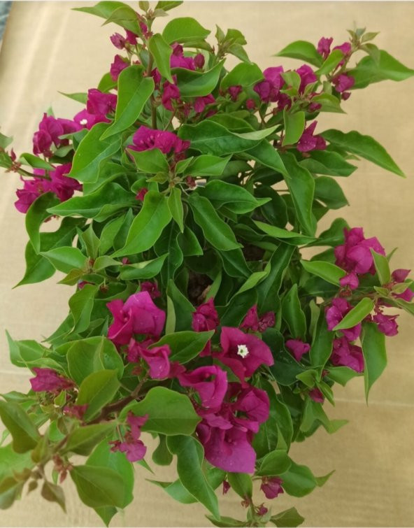 UZAY BAHCESİ BODUR BEGONVİL FİDANİ - 3