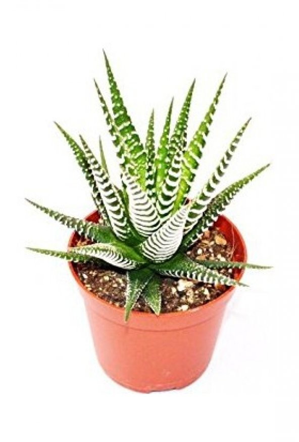 UZAYBAHÇESİ HOWARTİA  / ZEBRA KAKTÜS KALIN BEYAZ ÇİZGİLİ 5,5 CM SAKSIDA