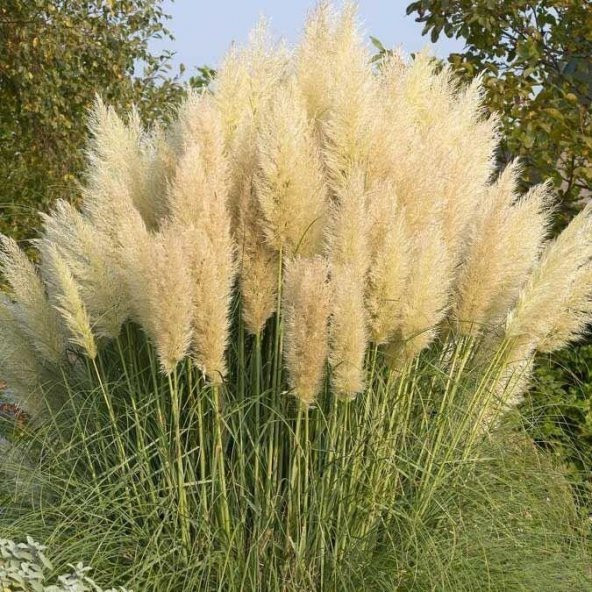 PAMPAS OTU - SAZ PÜSKÜLÜ 20 ADET - 2