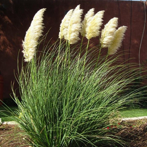 PAMPAS OTU - SAZ PÜSKÜLÜ 20 ADET - 3