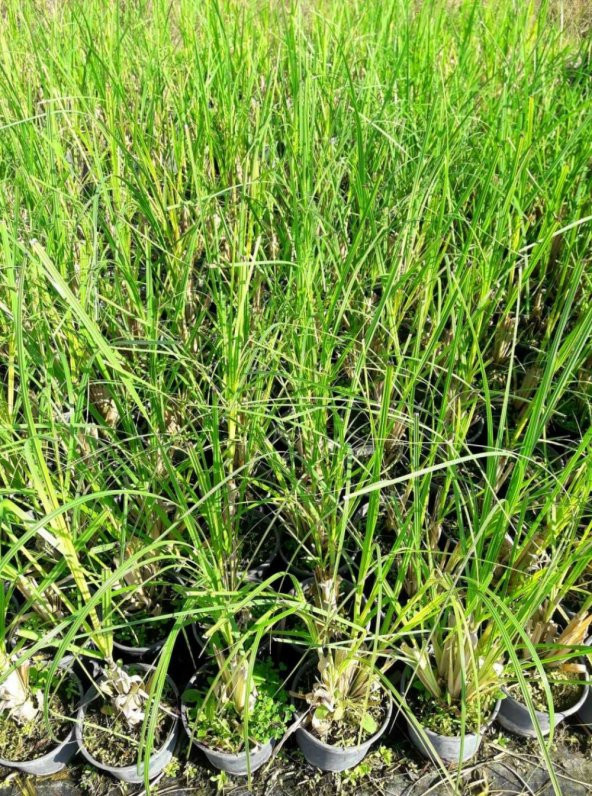 PAMPAS OTU - SAZ PÜSKÜLÜ 20 ADET - 4