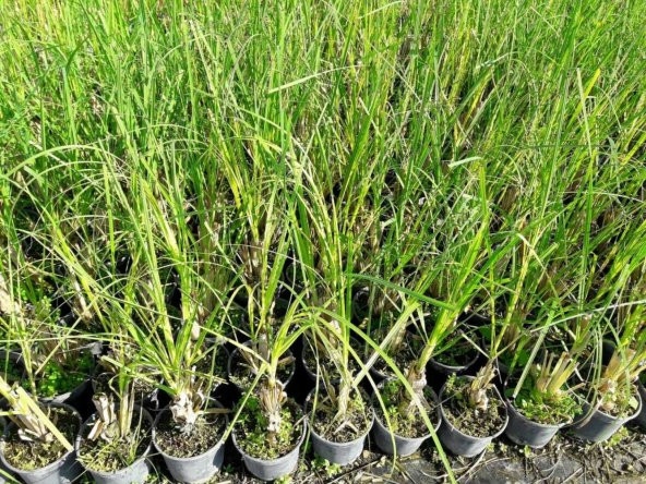 PAMPAS OTU - SAZ PÜSKÜLÜ 20 ADET - 5