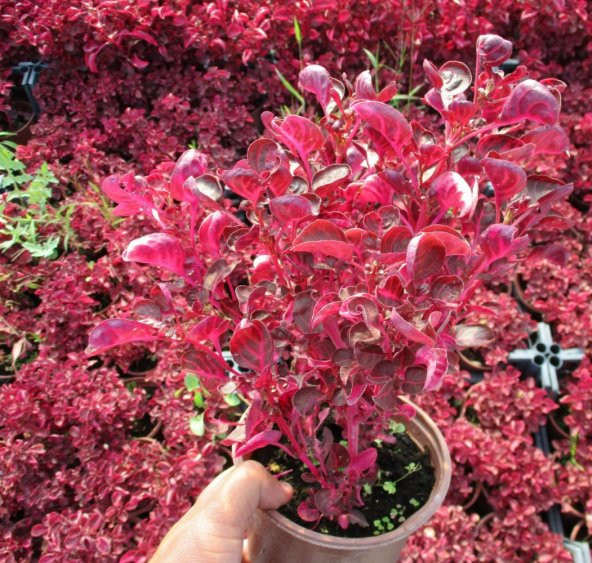 ÇİNGENE ŞALVARI 10 ADET - PEMBE SÜS BİTKİSİ - İresine Herbstii - 4