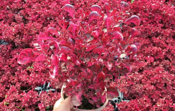 ÇİNGENE ŞALVARI 10 ADET - PEMBE SÜS BİTKİSİ - İresine Herbstii - 5