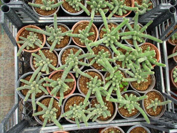 YILAN KAKTÜS - Chamaecereus silvestrii - Resim 5