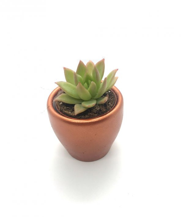 Bakır Rengi  Klasik Beton Saksıda Graptosedum California Sunset Bitkisi - 1