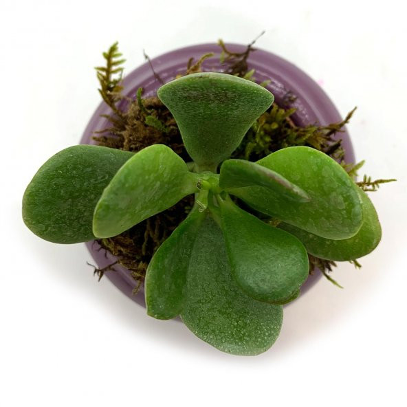 Oval P.Moru Saksıda Sukulent Kaktüs Para Çiçeği - 3