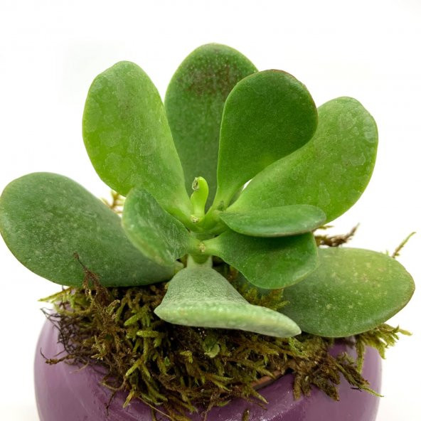 Oval P.Moru Saksıda Sukulent Kaktüs Para Çiçeği - 4