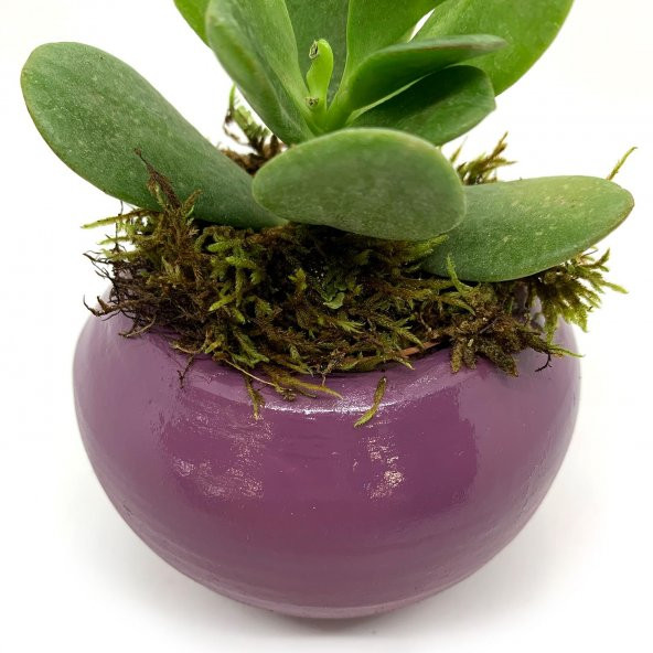 Oval P.Moru Saksıda Sukulent Kaktüs Para Çiçeği - 5