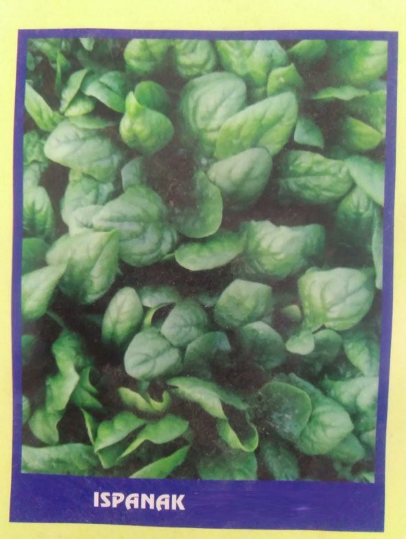 Ispanak Sebze Tohumu 50 gr