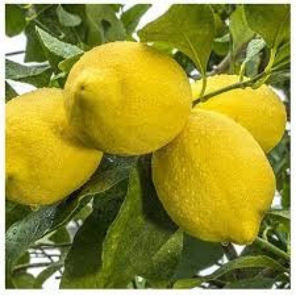 Limon Mayer Fidanı 3 yaş