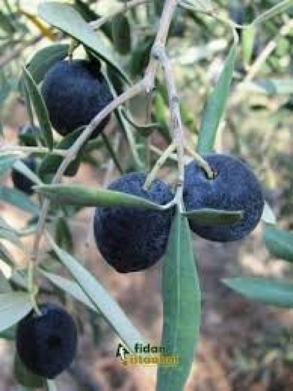 Zeytin Gemlik Fidanı 5 yaş