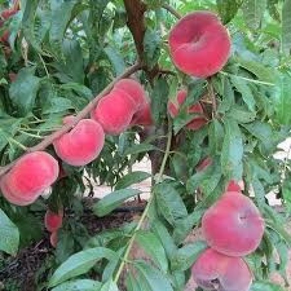 Yassı Şeftali fidanı- Paraguaya 2 yaş