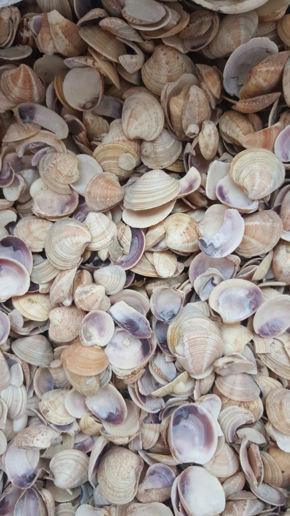 Küçük Deniz Kabuğu 500 gr. - 2