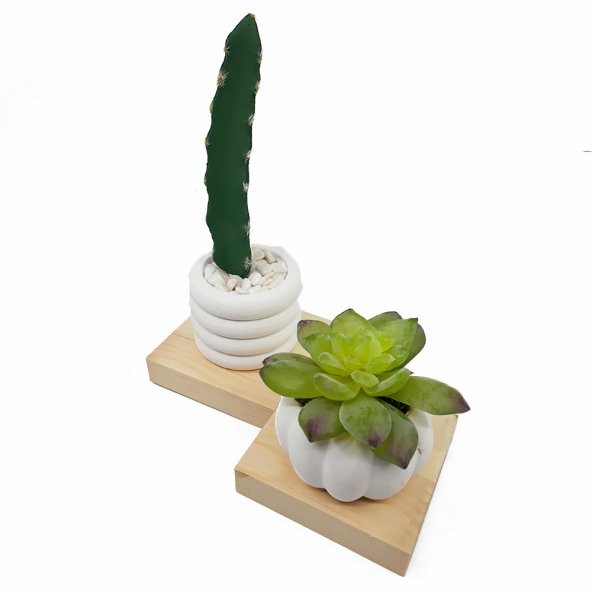4lü Beton Saksıda Kaktüs ve Sukulent Seti - 5