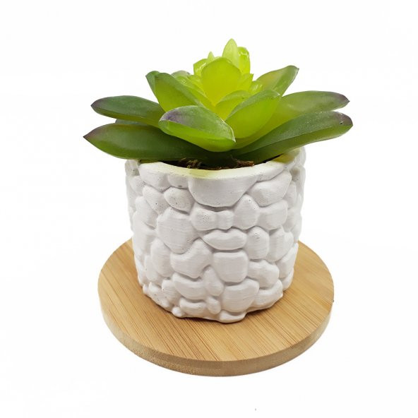 4lü Beton Saksıda Kaktüs ve Sukulent Seti - 7