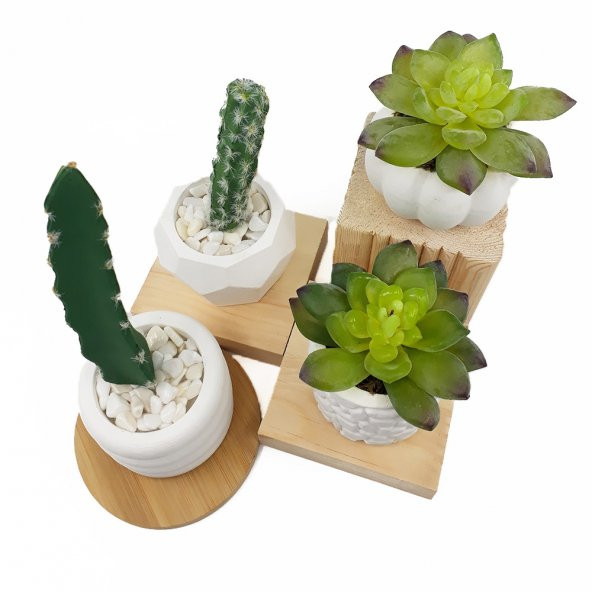 3lü Beton Saksıda Kaktüs ve Sukulent Seti (2adet kaktüs+1adet sukulent) - 2