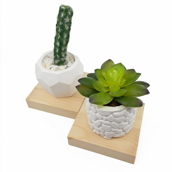 3lü Beton Saksıda Kaktüs ve Sukulent Seti (2adet kaktüs+1adet sukulent) - 4