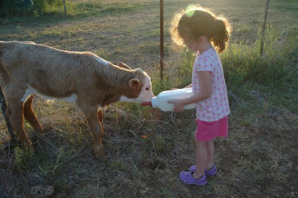 Buzağı Biberon Dana Süt Biberonu 2.5 Litre 2 Adet Büyükbaş İnek Sığır Yavrusu İçin - 5