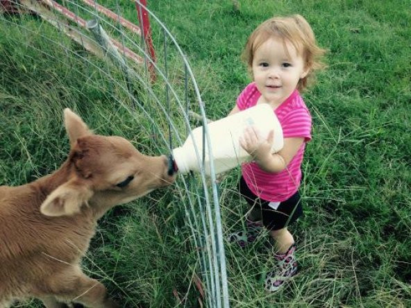 Buzağı Biberon Dana Süt Biberonu 2.5 Litre 2 Adet Büyükbaş İnek Sığır Yavrusu İçin - 6