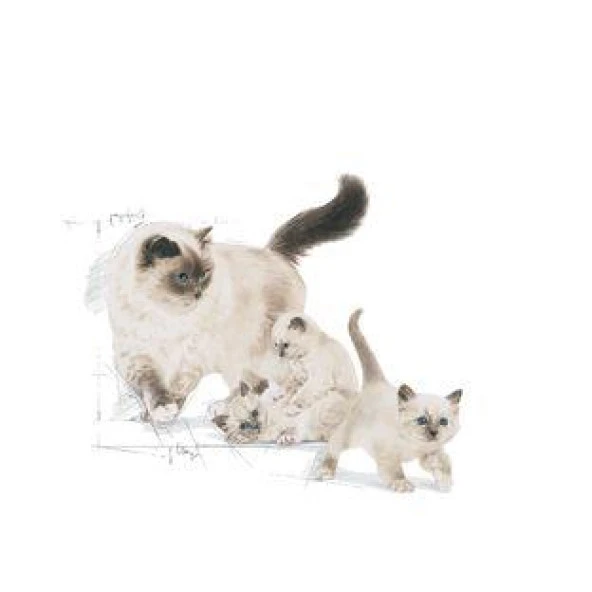 Royal Canin Mother&Babycat Yavru Kedi Maması 2 Kg