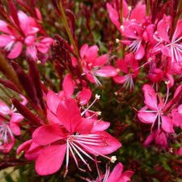 GAURA ÇİÇEĞİ  10 ADET - ÇOK YILLIK DIŞ MEKAN ÇİÇEĞİ - 3