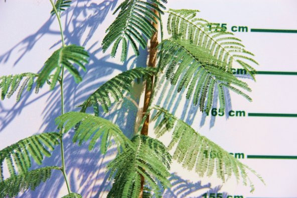 MİMOZA AĞACI 150-200 CM 3 ADET - 2
