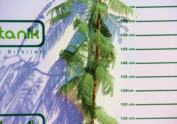 MİMOZA AĞACI 150-200 CM 3 ADET - 6