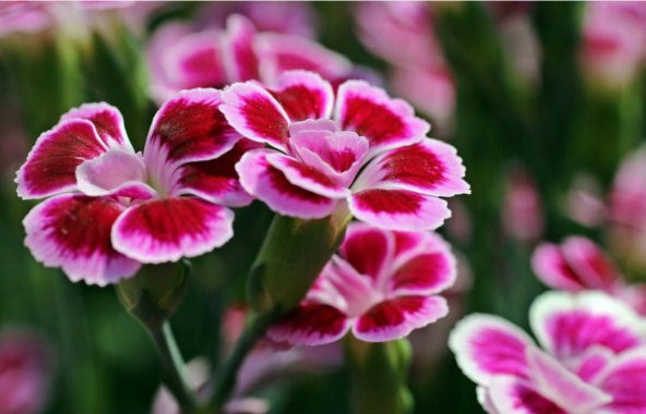 PEMBE ÇİN KARANFİLİ ÇİÇEĞİ 20 ADET