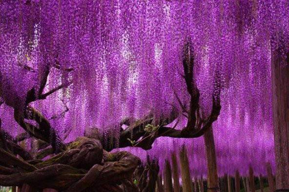 MOR SALKIM FİDANI 2 ADET - Wisteria Sinensis - 1