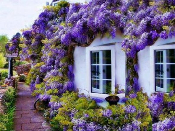 MOR SALKIM FİDANI 2 ADET - Wisteria Sinensis - 2