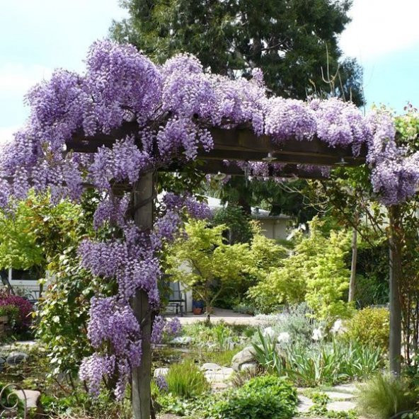 MOR SALKIM FİDANI 2 ADET - Wisteria Sinensis - 3