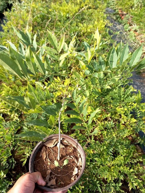 MOR SALKIM FİDANI 2 ADET - Wisteria Sinensis - 4
