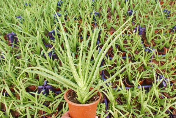ALOE VERA BİTKİSİ 5 ADET