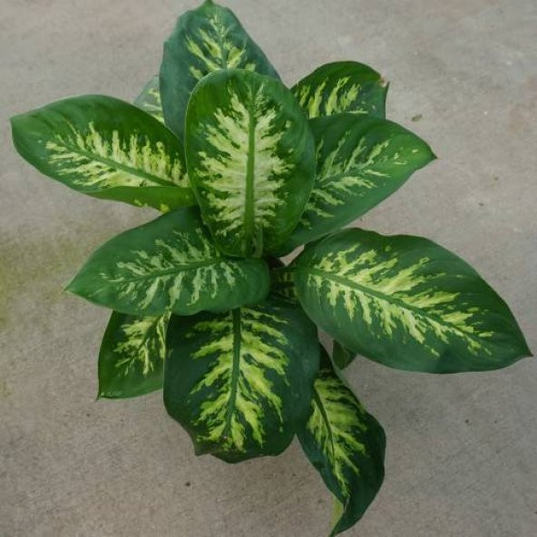 DİFENBAHYA SALON BİTKİSİ 5 ADET - Dieffenbachia Tropic Snow 60-80 - 2