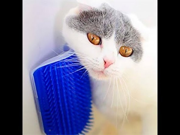 Kedi Kaşıma Masaj Fırçası Cat it - 2
