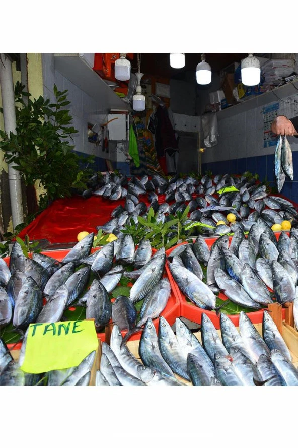 Osram 152W Jumbo Torch Led Ampul Beyaz 6500K (17,5 cm) - Resim 4