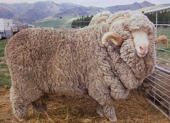 Divortex Agresif Çizik Giderici Pasta Keçesi 160mm. - 2