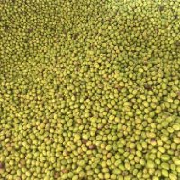 Kırma Yeşil Zeytin Doğal Ev Yapımı 3 Kg - 4