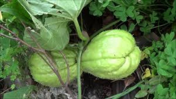 Dikenli Kabak, Rodos Kabağı (1Kg) - 3