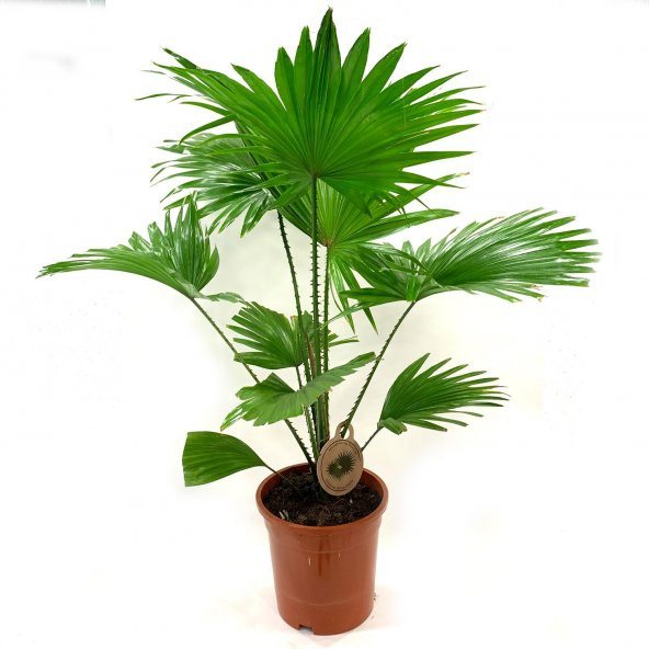 Ev Palmiyesi Livistona Rotundifolia 70 Cm