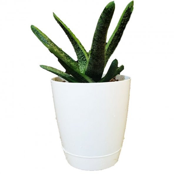 TORU BAHÇE Gasteria Gracilis Haworthia Succulent Yassı Sık - 1