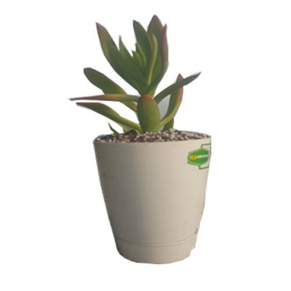 GERÇEK PARA AĞACI ÇİÇEĞİ 20CM DOLGUN ORİJİNAL CRASSULA OVATA - 1