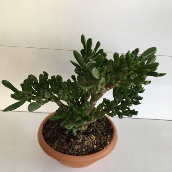 GERÇEK PARA AĞACI ÇİÇEĞİ 7-15CM DOLGUN ORİJİNAL CRASSULA OVATA kumuk kulak