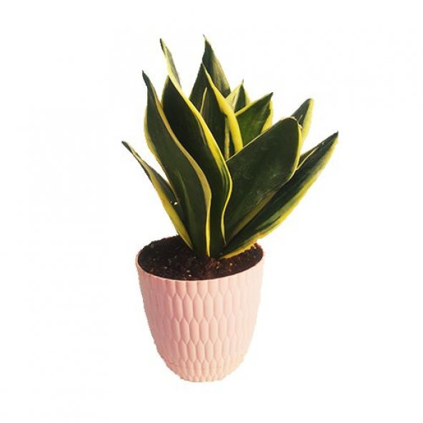 Sansevieria Trifasciata (Paşa Kılıcı, Peygamber Kılıcı)