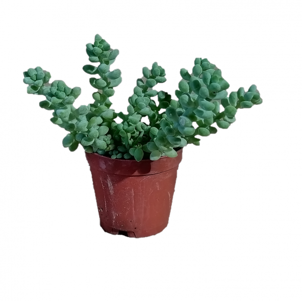 Sedum dasyphyllum – Cuttings> Succulents Türleri 5,5 cm saksıda boncuk  sukulent
