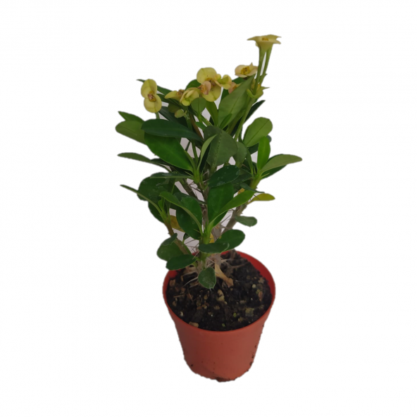 Euphorbia Milii Dikenler Tacı Aşılı Kaktüs, 10-20 cm, arası