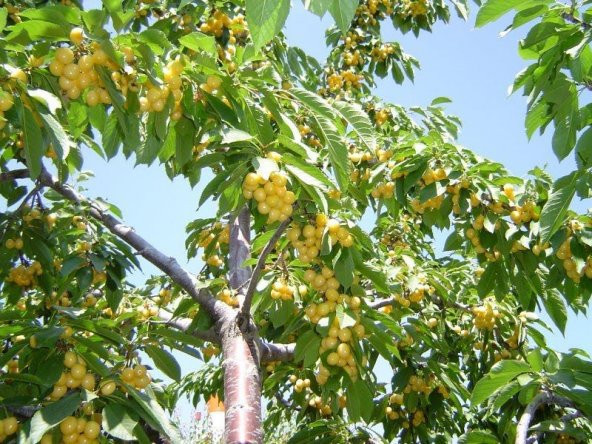 Sarı Kiraz Ağacı Tohumu Beyaz Kiraz Ağacı 5 Tohum +saksı+Toprak+H - 3