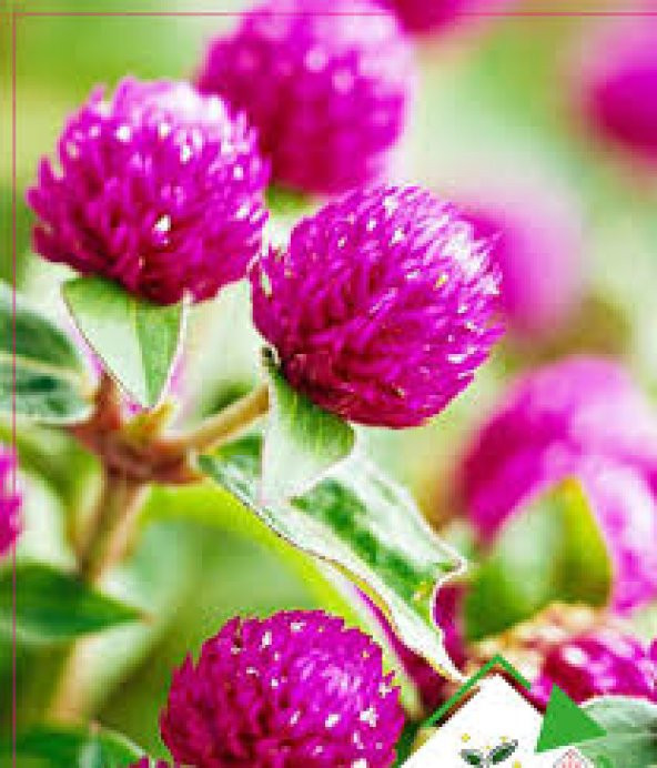 Hanım Düğmesi Çiçeği Tohumu Çiçek Tohumu 5 Tohum +Hediye Tohum ürün görseli